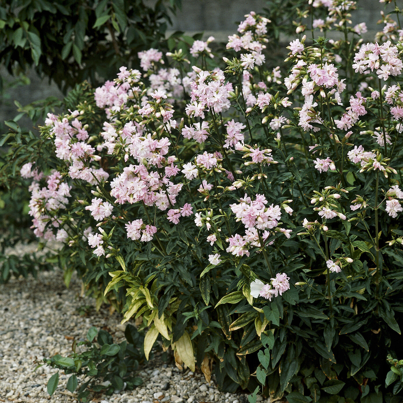 Saponaire - Saponaire officinale rose - Saponaria officinalis Rosea Plena