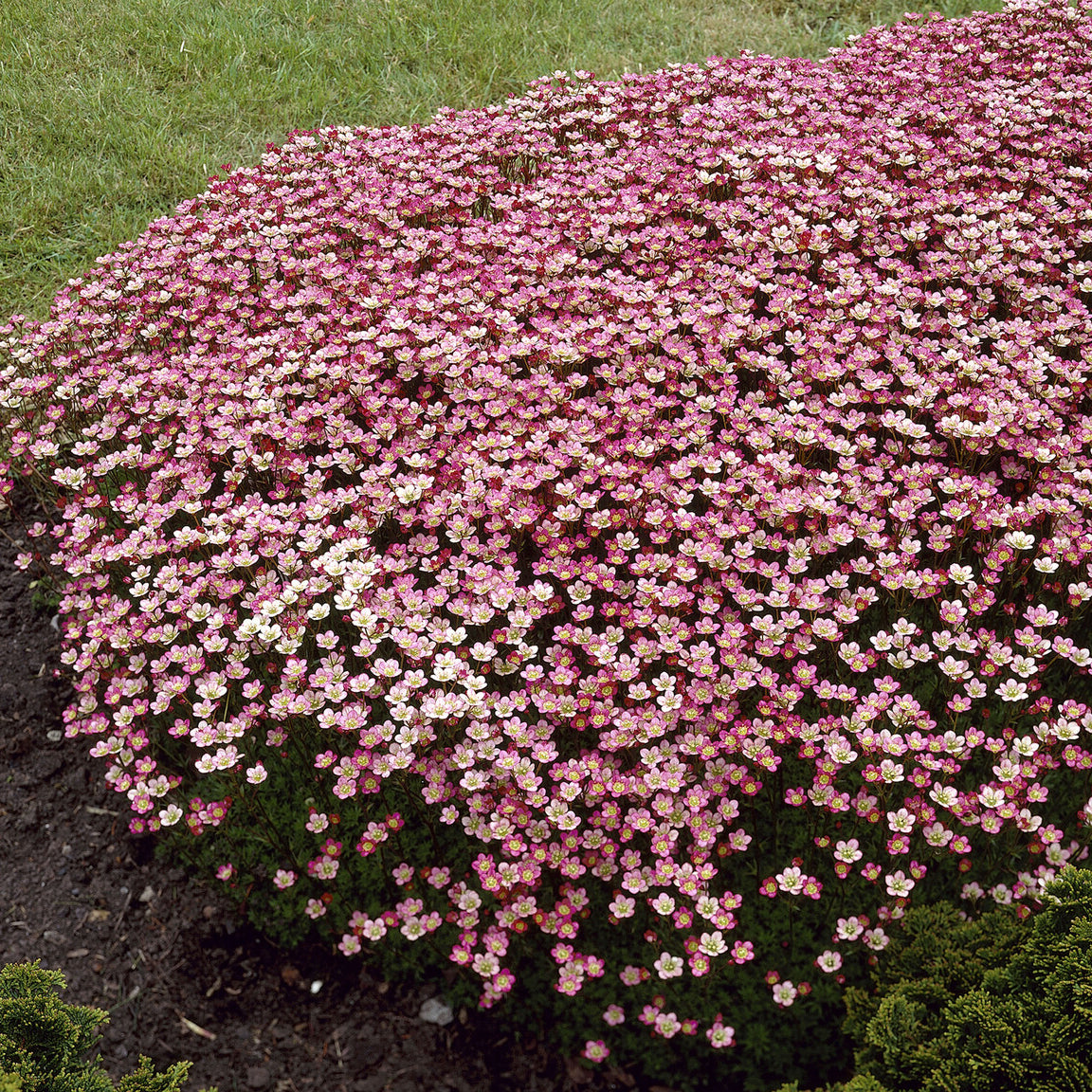 Saxifraga arendsii Peter Pan - Saxifrage mousse Peter Pan - Saxifrage