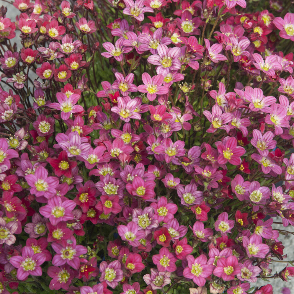 Saxifrage mousse Peter Pan - Saxifraga arendsii Peter Pan - Willemse