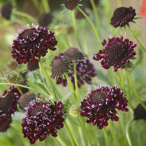 Scabieuse pourpre Chile Black - Willemse