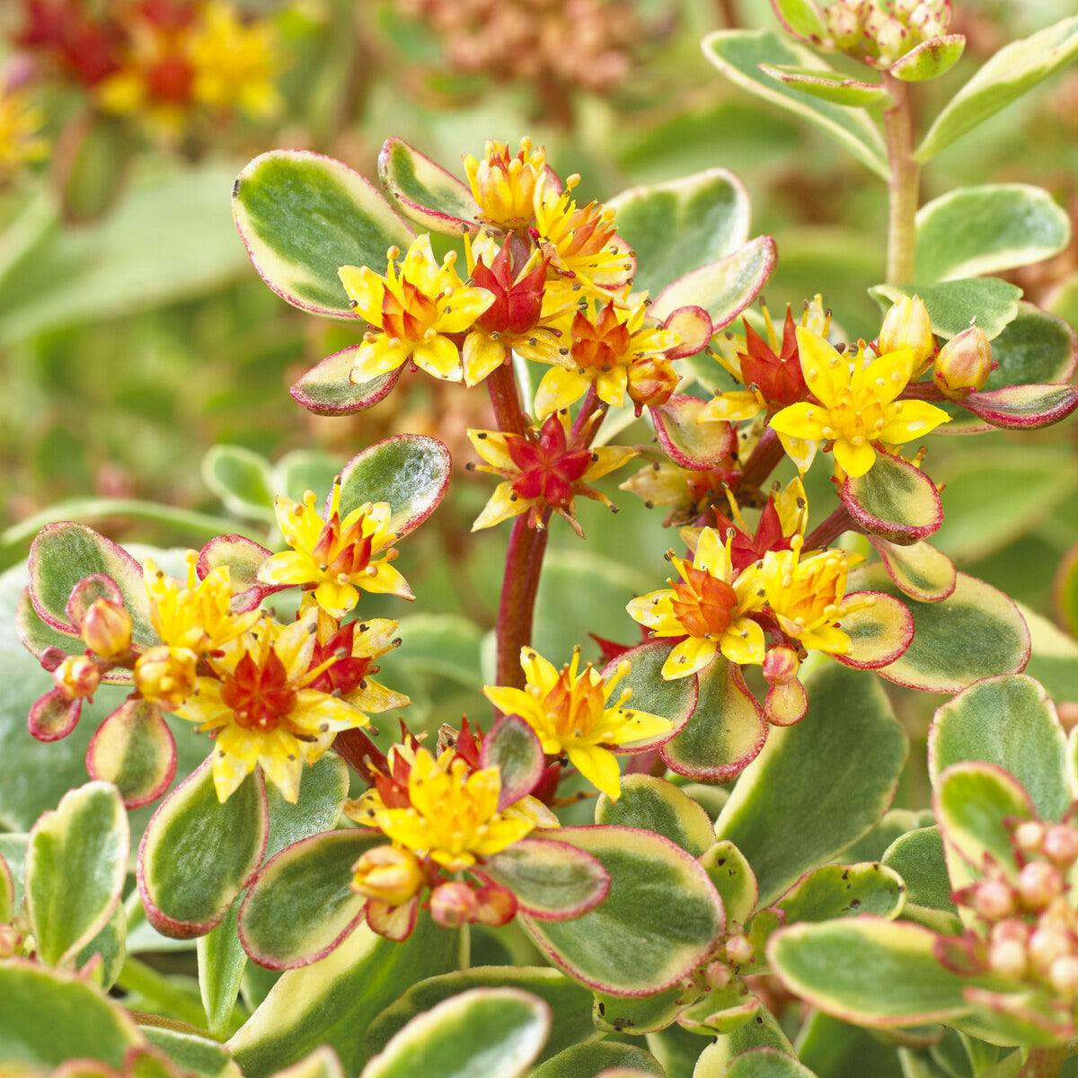 Sedum du Kamtschaka panaché - Sedum kamtschaticum Variegatum - Willemse