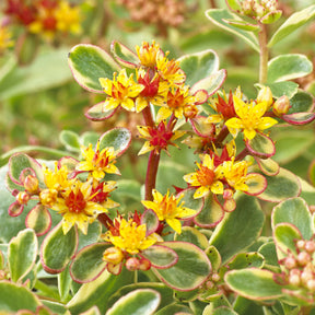 Sedum du Kamtschaka panaché - Sedum kamtschaticum Variegatum - Willemse