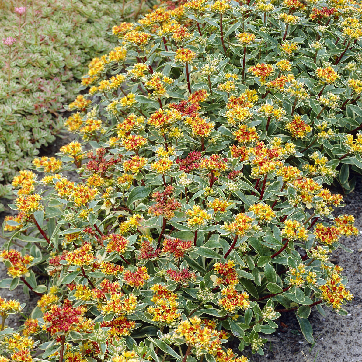 Sedum du Kamtschaka panaché - Willemse