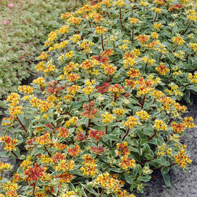Sedum du Kamtschaka panaché - Willemse