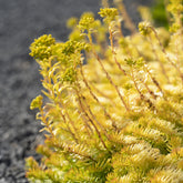 Sedum des rochers Angelina - Willemse
