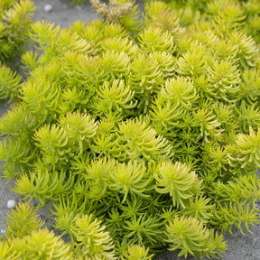Vente Sedum des rochers Angelina