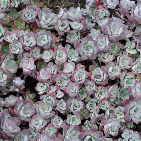 Sedum spatulé Purpureum - Sedum spathulifolium Purpureum - Willemse
