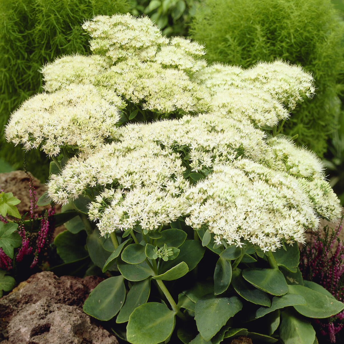 Sedum Stardust - Sedum spectabile Stardust - Willemse