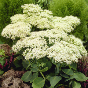 Sedum Stardust - Sedum spectabile Stardust - Willemse