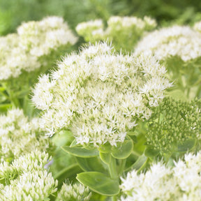 Sedum spectabile Stardust - Sedum Stardust - Sédums
