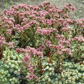 Joubarbe à toile d'araignée - Sempervivum - Willemse