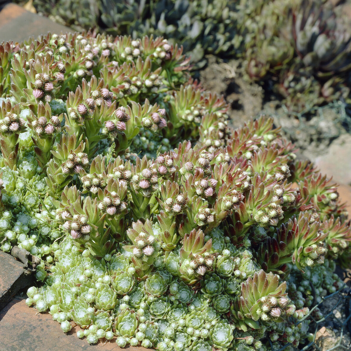 Joubarbe à toile d'araignée - Sempervivum - Sempervivum arachnoideum - Willemse
