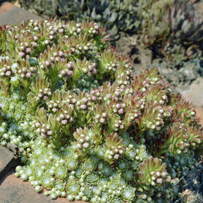 Joubarbe à toile d'araignée - Sempervivum - Sempervivum arachnoideum - Willemse