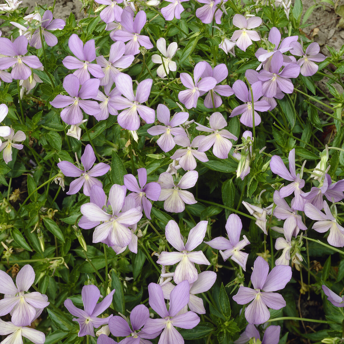 Violette cornue Boughton Blue - Pensée - Viola cornuta Boughton Blue - Willemse