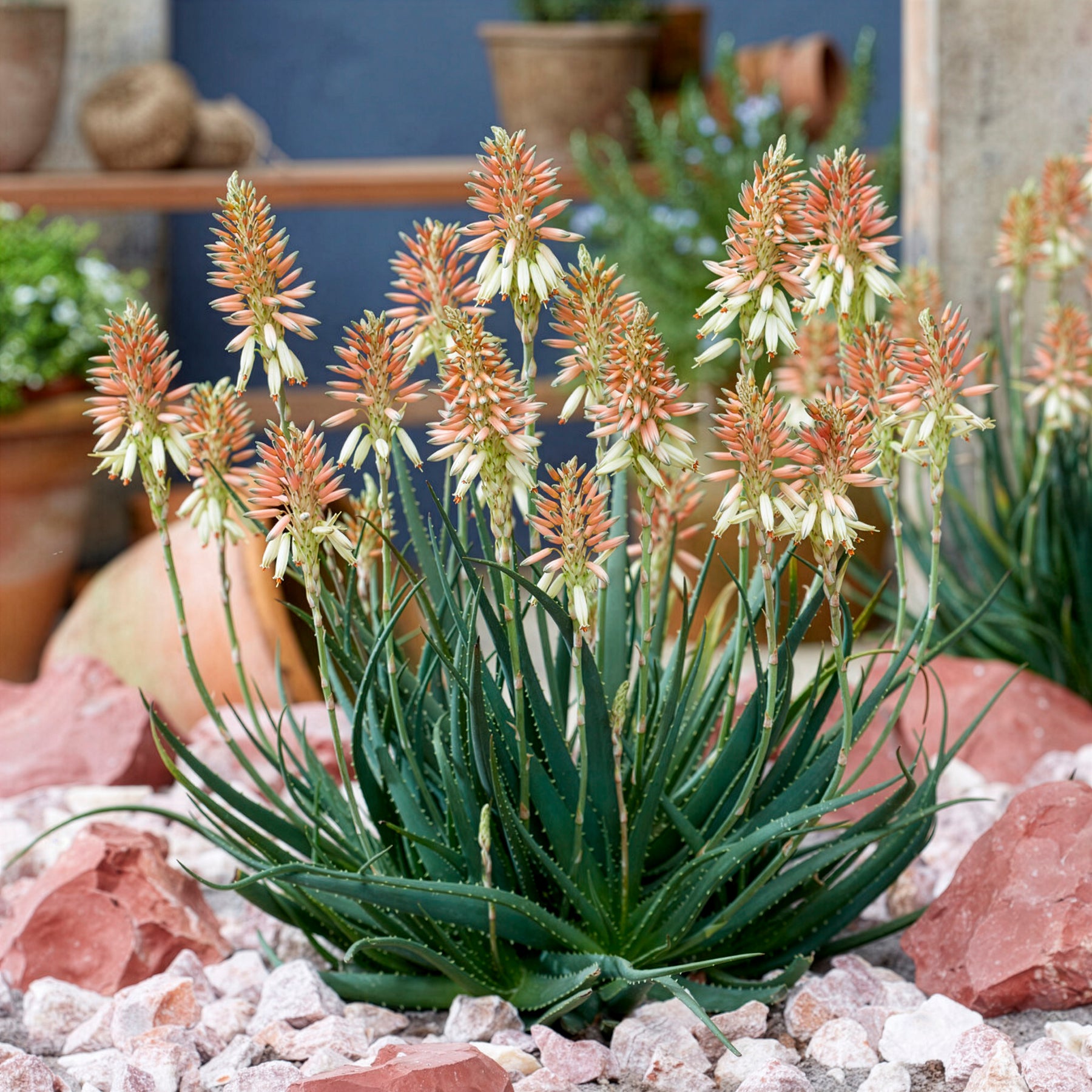 Vente Aloe Safari Sunrise - Aloe x safari Sunrise ®