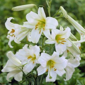 Lilium regale album - 3 Lis Trompette royal blanc - Lis - Lys