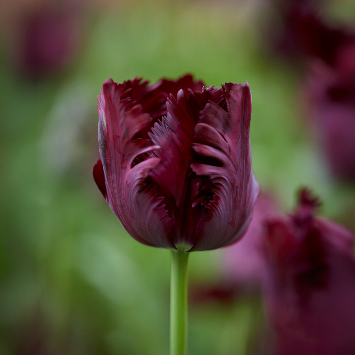 10 Tulipes perroquet Black Parrot - Willemse