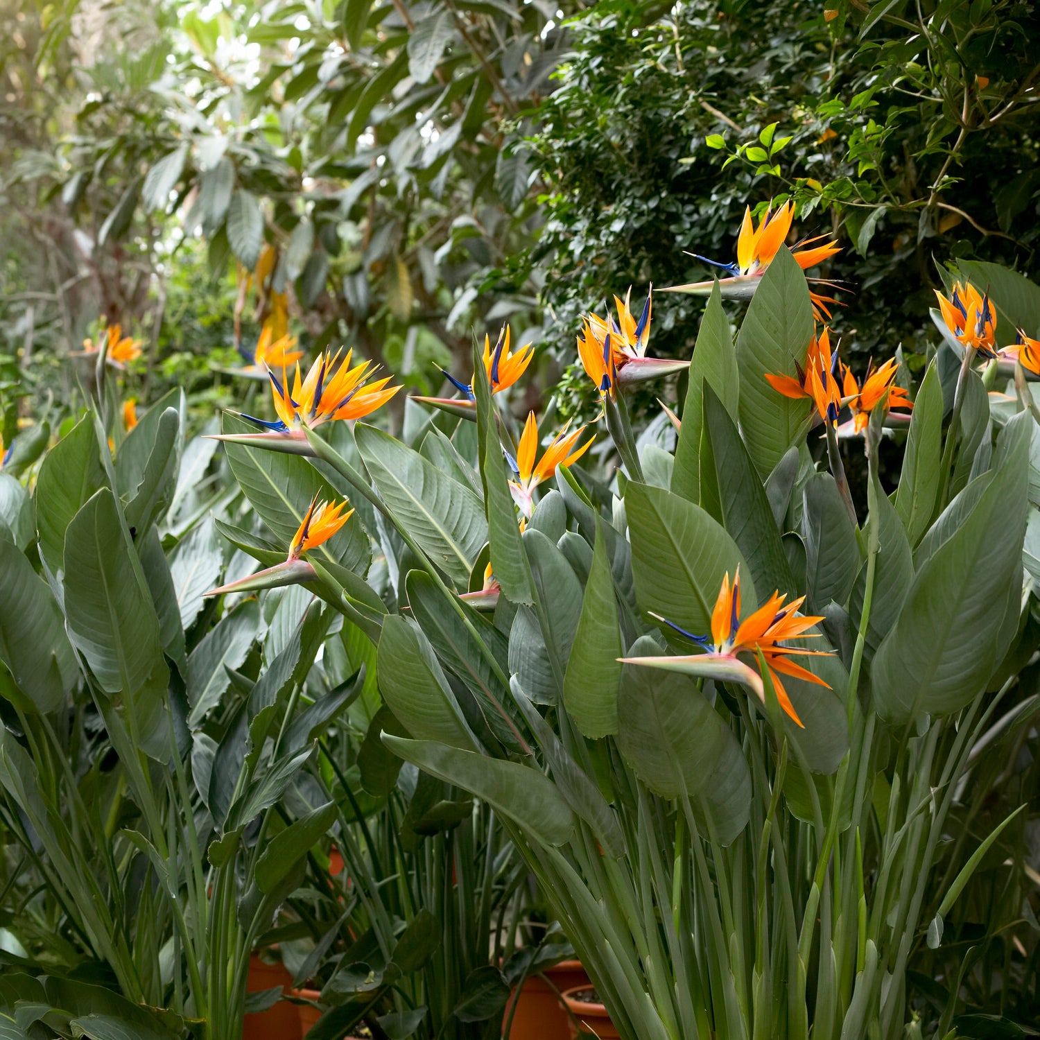 Oiseau du paradis Strelitzia - Balcon et terrasse - Willemse