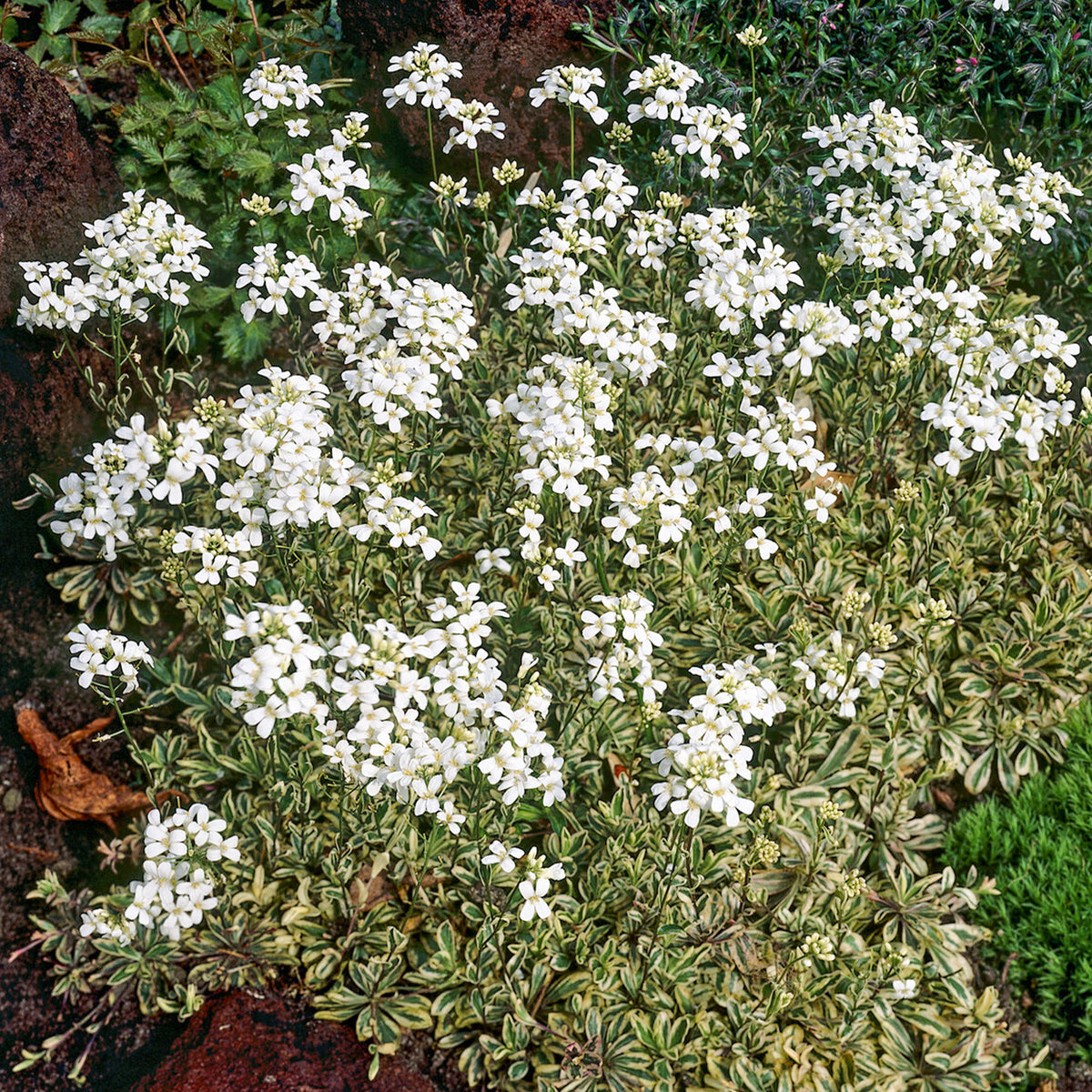 Arabette rampante Variegata - Willemse