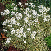 Arabette rampante Variegata - Willemse