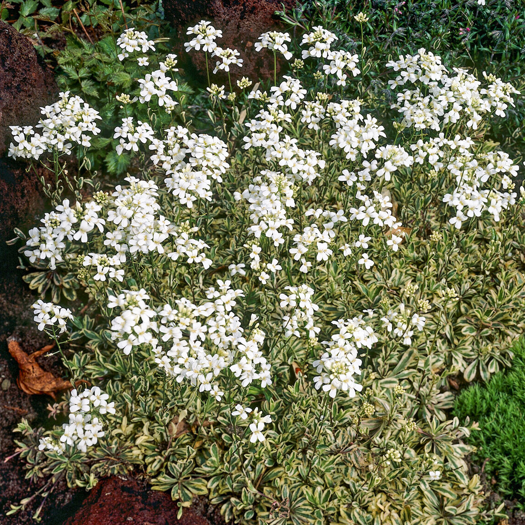 Arabette rampante Variegata - Willemse