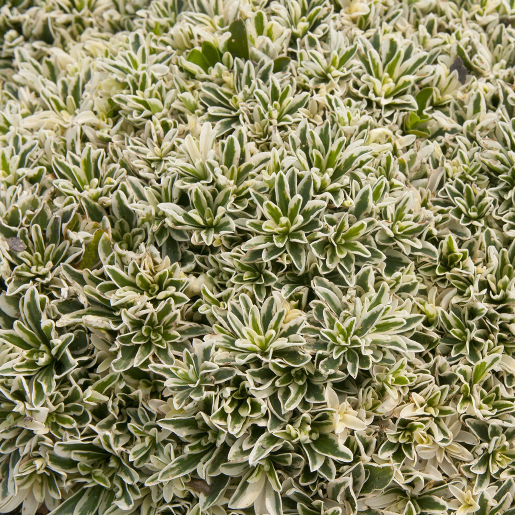 Arabis ferdinandi-coburgii variegata - Arabette rampante Variegata - Vivaces couvre-sol