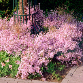Campanule des murets Lisduggan - Campanula poscharskyana Lisduggan Variety - Willemse