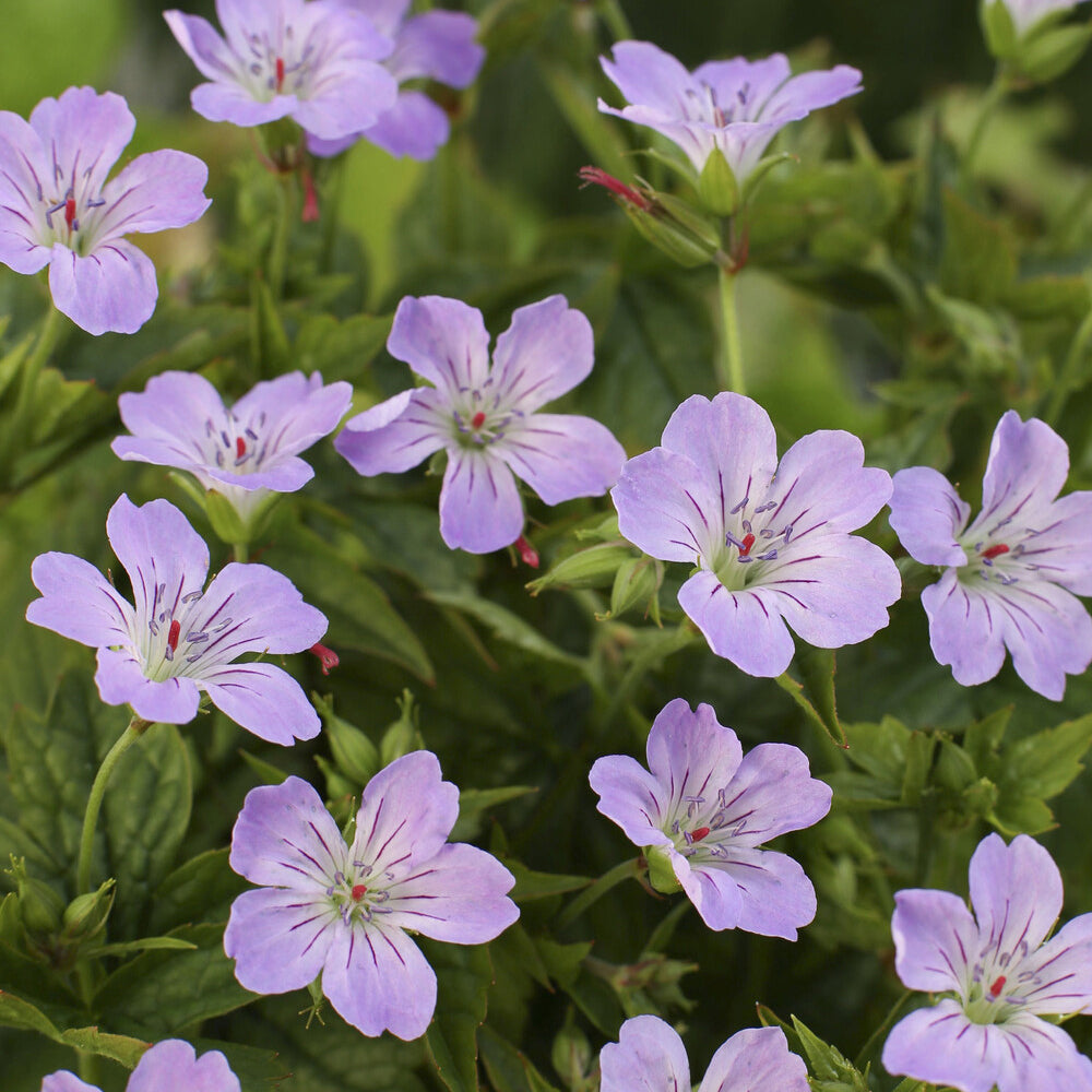 Géranium vivace noueux - Willemse