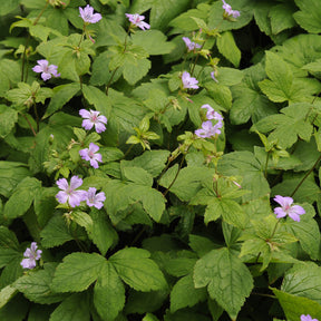 Geranium nodosum - Géranium vivace noueux - Géraniums vivaces