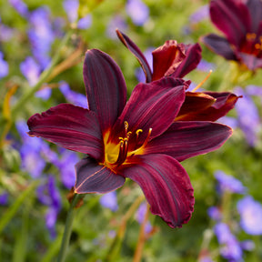 Hémérocalle American Revolution - Hemerocallis american revolution - Willemse