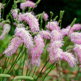 Pimprenelle Pink Brushes - Sanguisorbe - Willemse