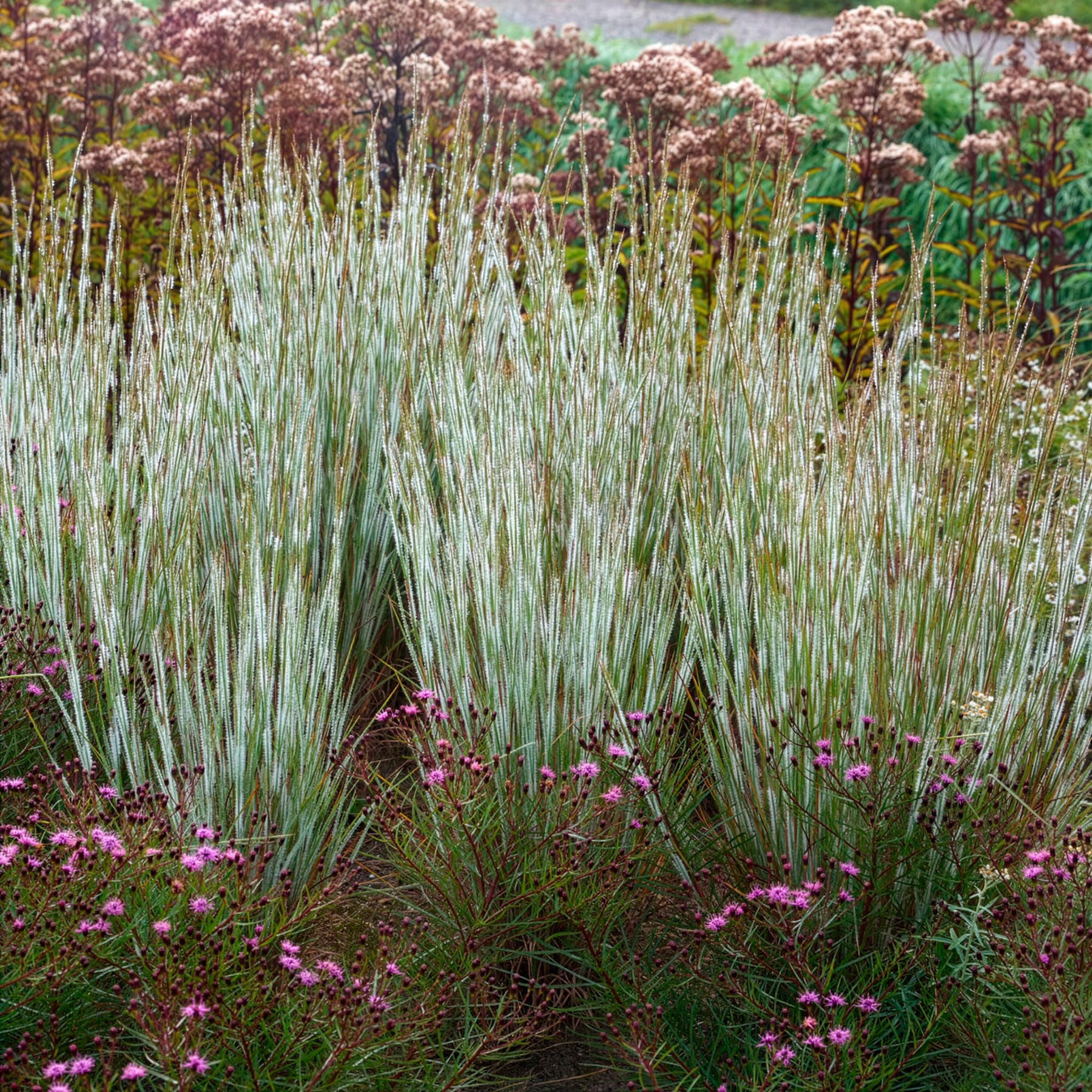Andropogon Ha Ha Tonka - Willemse