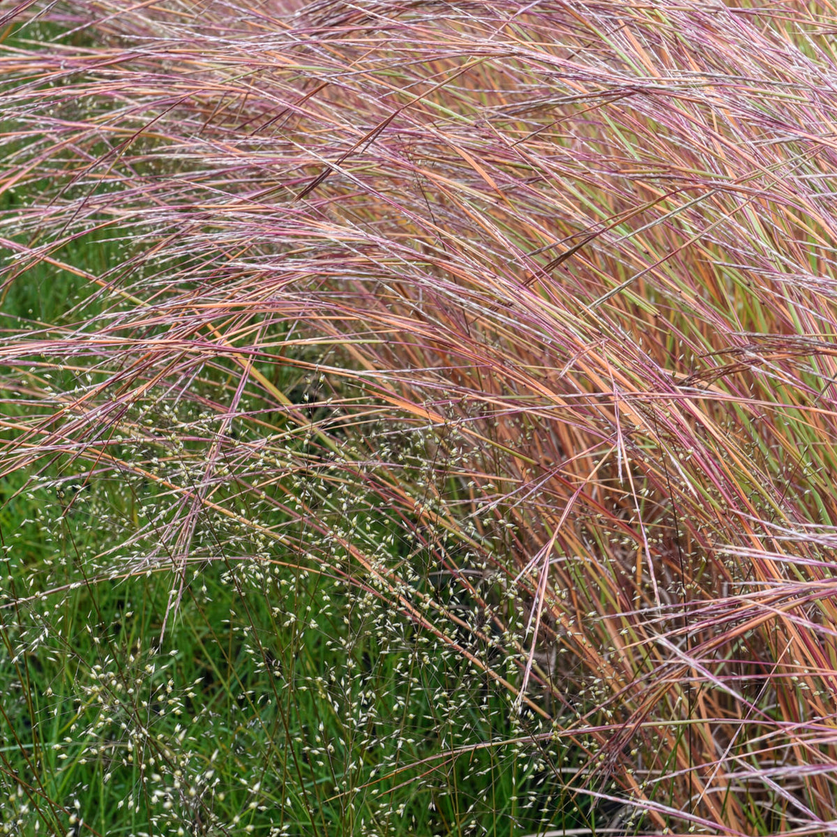 Andropogon Wildwest - Willemse