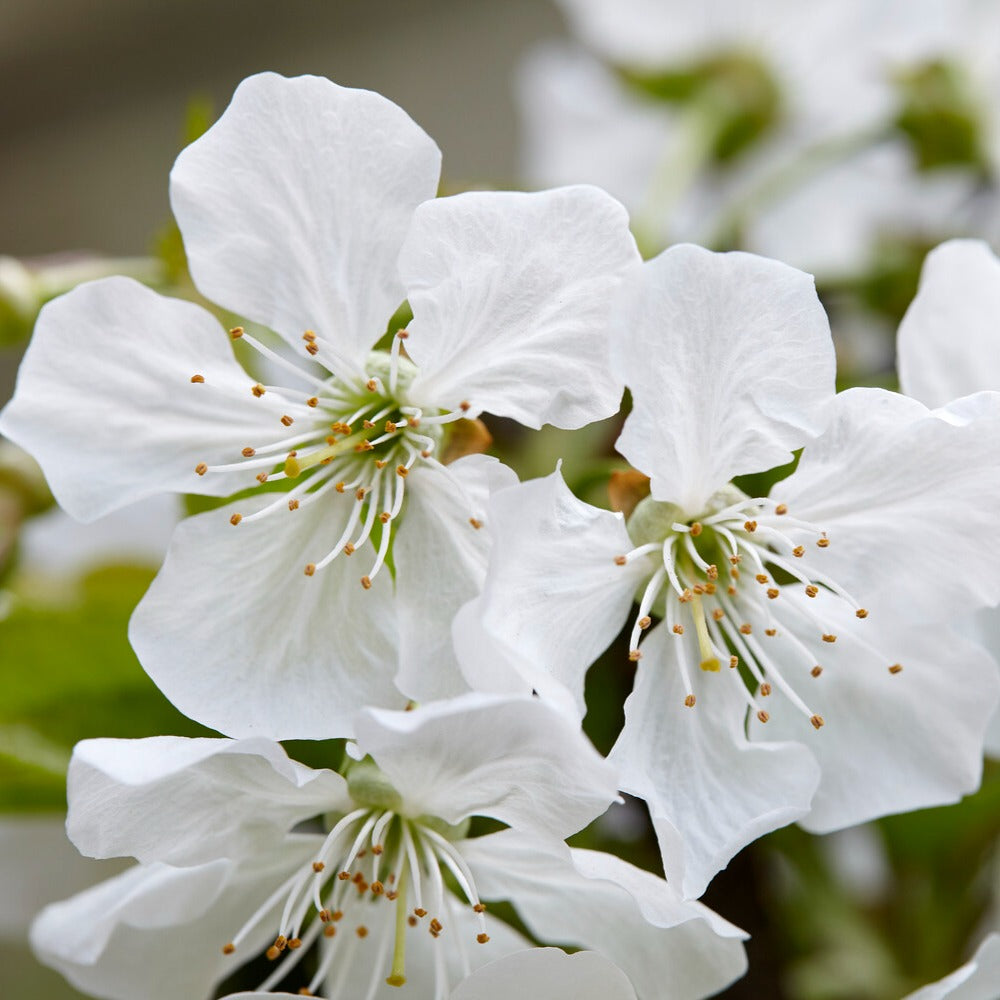 Cerisier Sunburst autofertile - Prunus avium Sunburst - Willemse