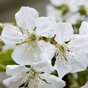 Cerisier Sunburst autofertile - Prunus avium Sunburst - Willemse