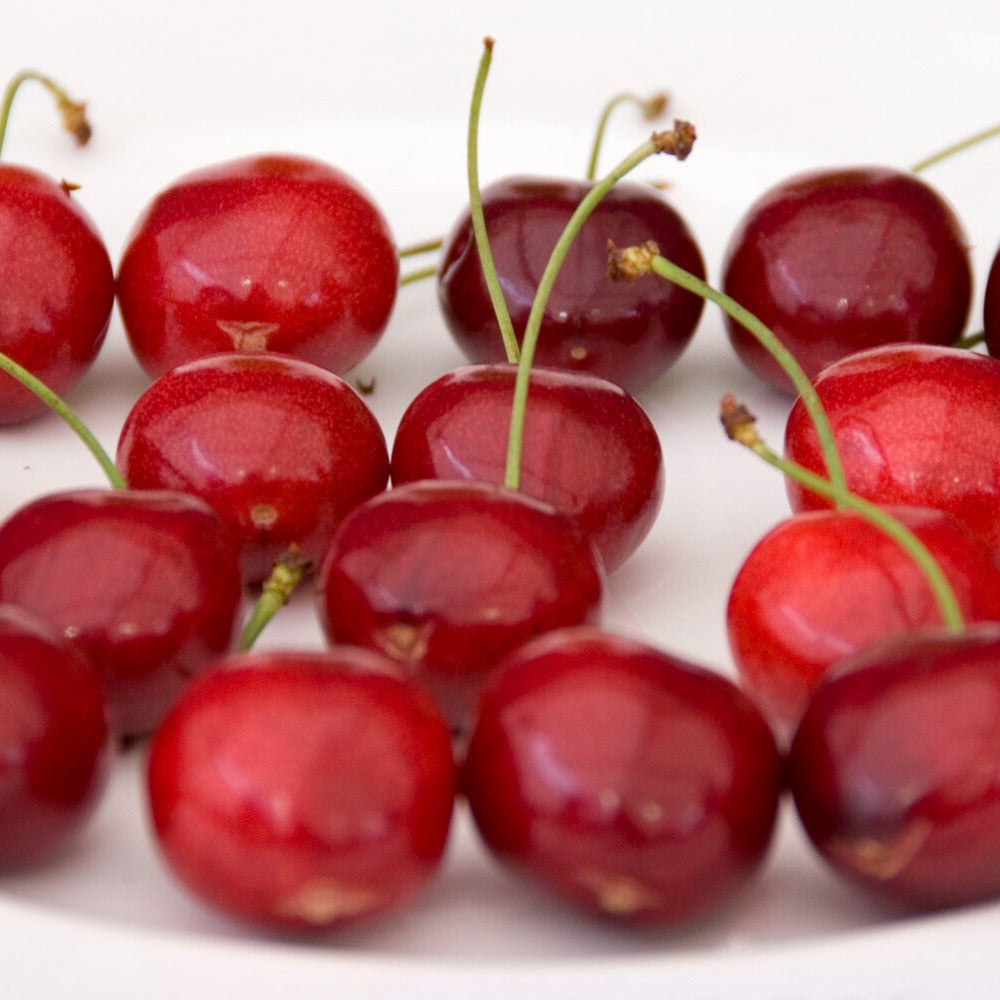 Prunus avium Sunburst - Cerisier Sunburst autofertile - Cerisier