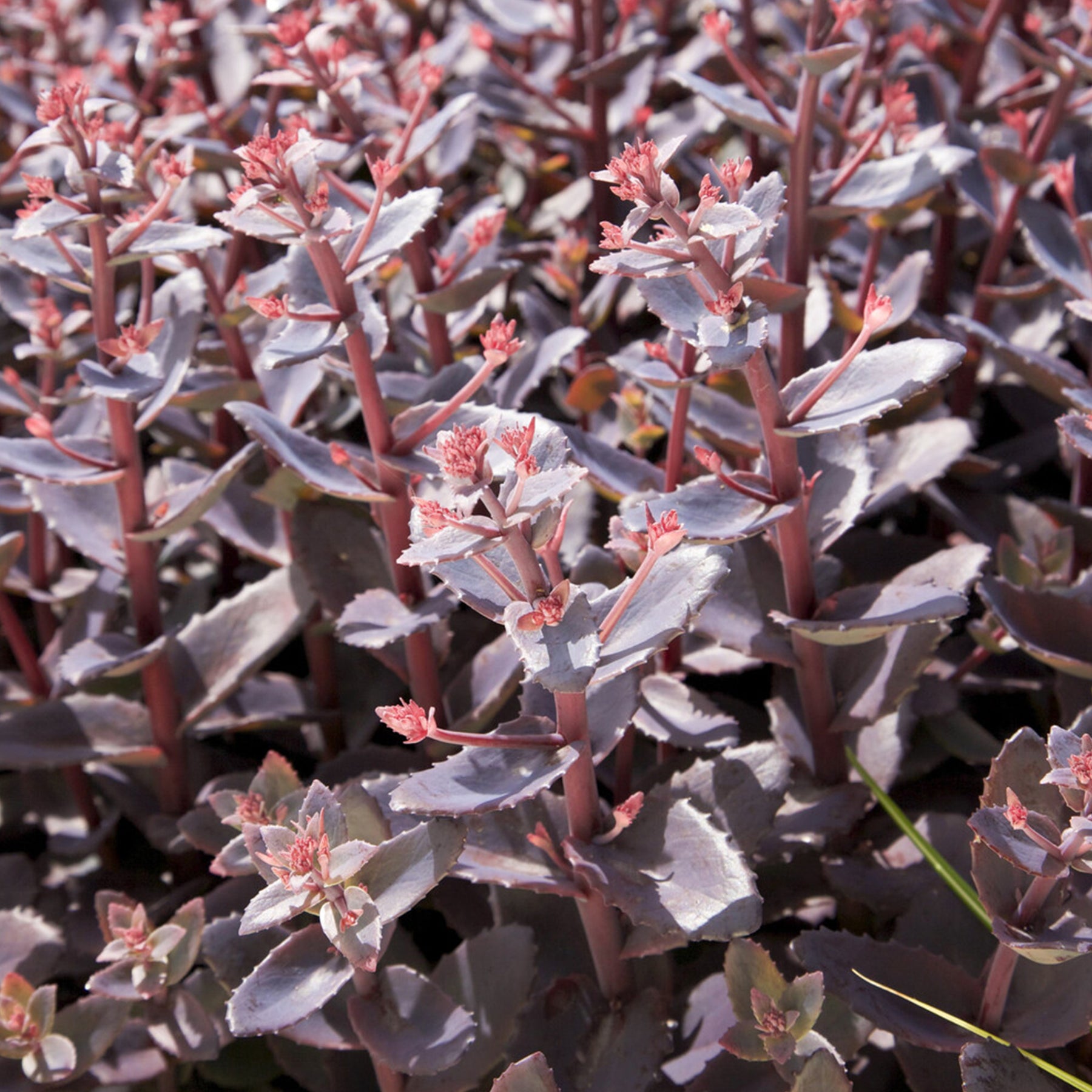 Sédums - Sedum Chocolate Cherry - Sedum 'chocolate cherry'