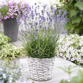 Lavande vraie Munstead - Lavandula angustifolia 'munstead' - Willemse