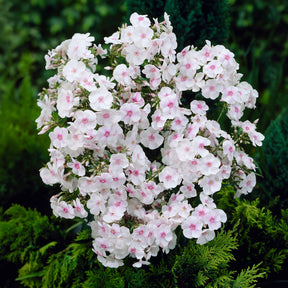 Phlox paniculé Miss Holland - Willemse