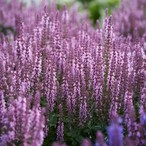 Sauges - Sauge des bois rose clair - Salvia nemorosa sensation pink