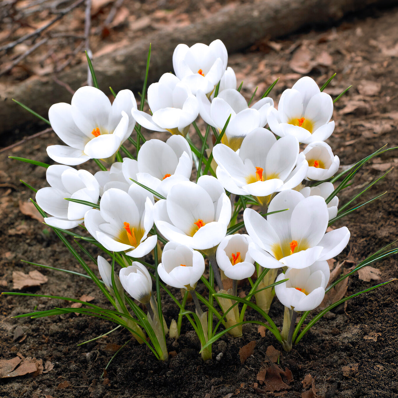 10 Crocus Ard Schenk - Crocus - Willemse
