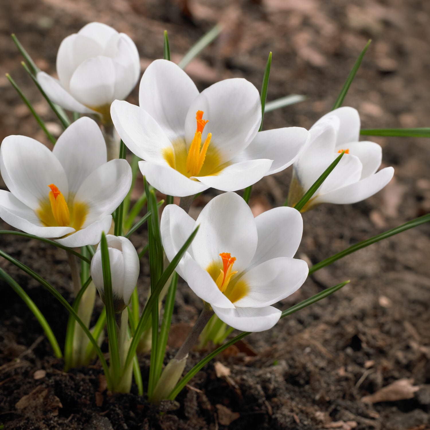 Vente 10 Crocus Ard Schenk - Crocus