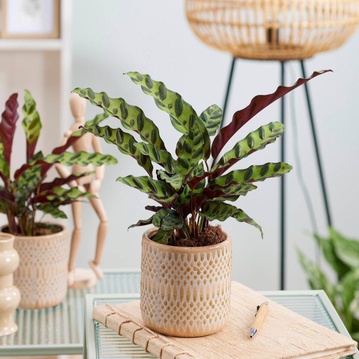 Calathea Insignis - Calathea insignis - Willemse