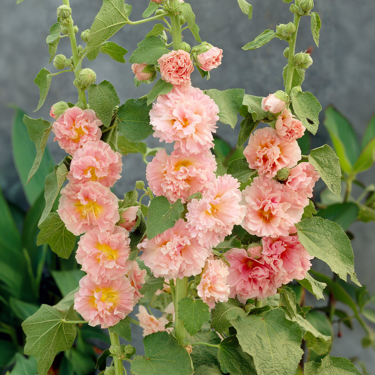 Rose trémière Chaters Double Apricot - Willemse