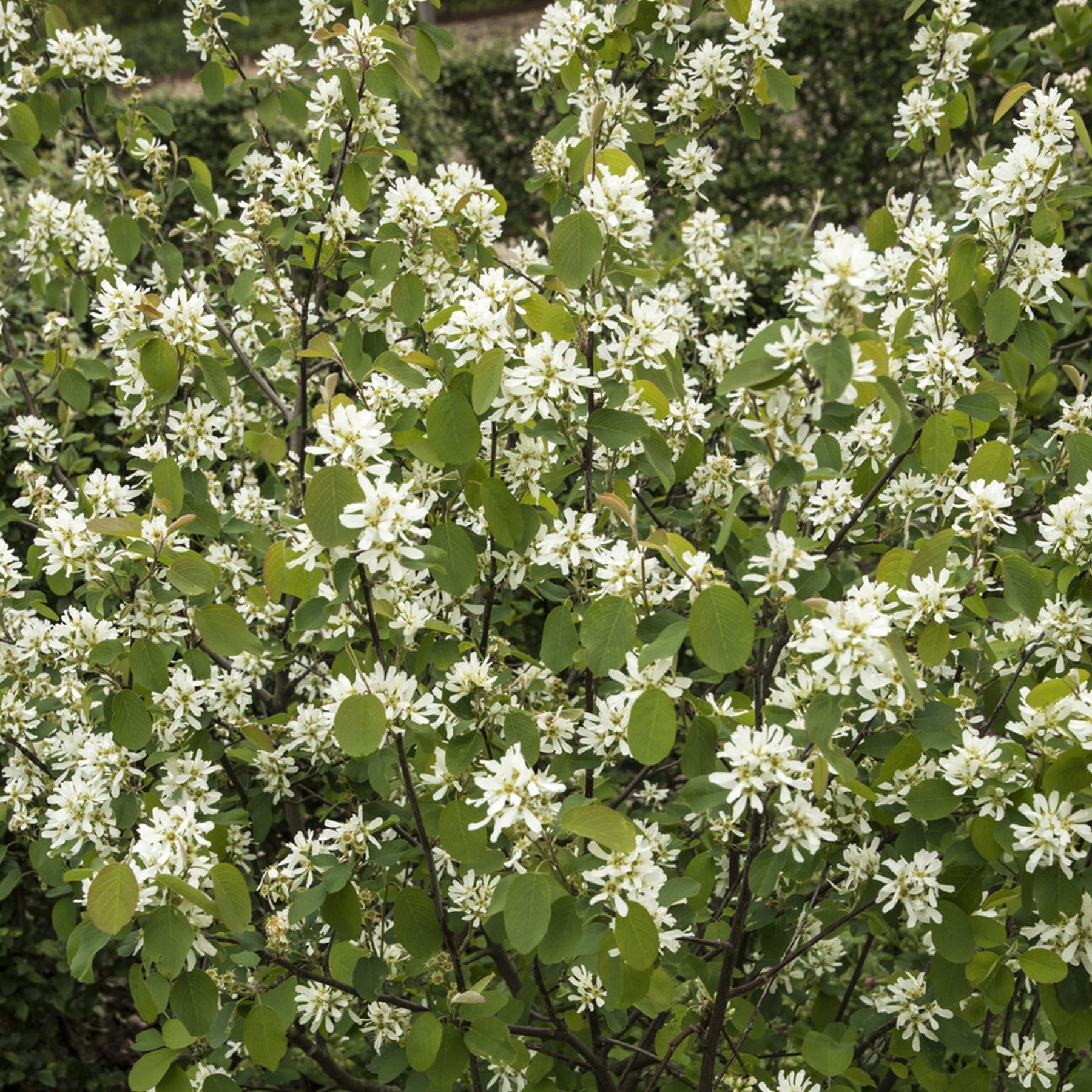 Amélanchier des Bois - Amelanchier rotundifolia - Willemse