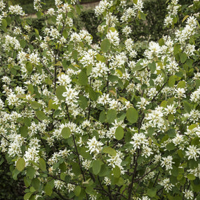 Amélanchier des Bois - Amelanchier rotundifolia - Willemse