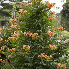 Bignone Indian summer® - Campsis tagliabuana Indian Summer ® - Willemse