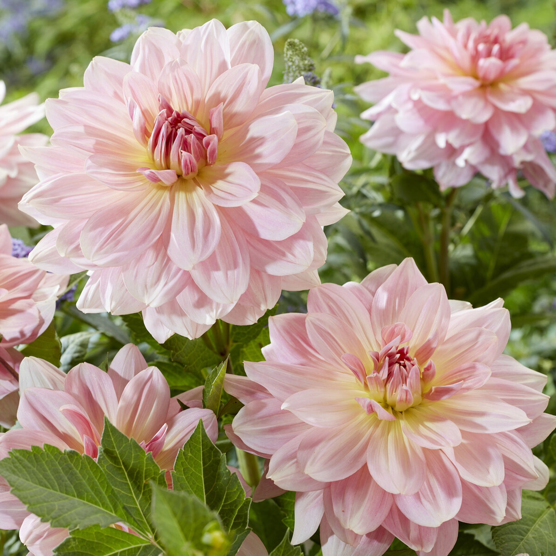 Dahlia géant Fairway Pilot - Dahlia Fairway Pilot - Willemse