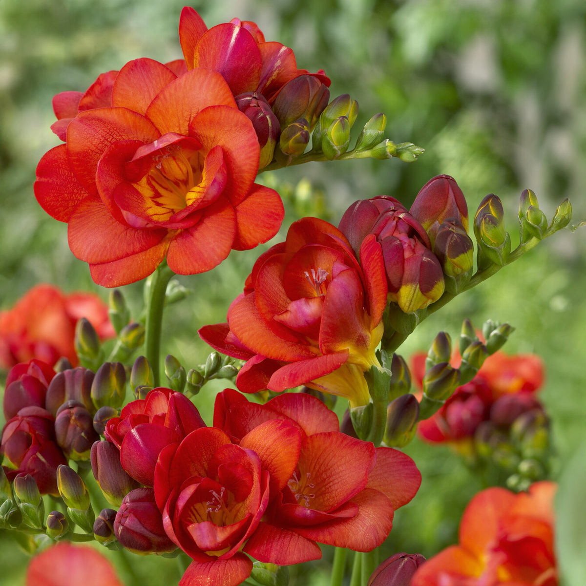 25 Freesias à fleurs doubles rouges - Willemse