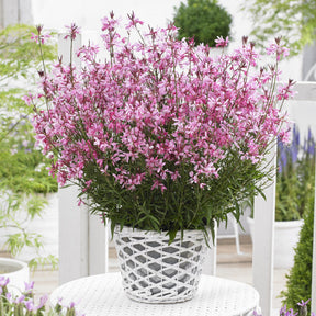 Gaura lindheimeri Baby Butterfly Dark Pink - Gaura Baby Butterfly Dark Pink - Gaura